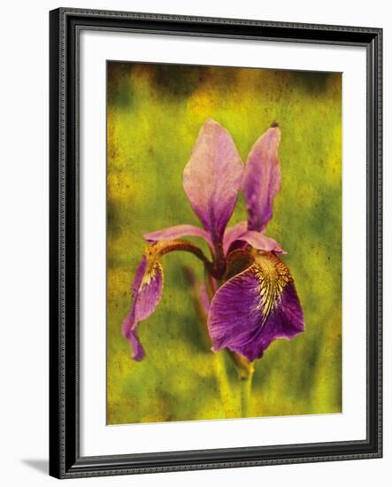 Warm Iris-Osaria Copperstone-Framed Giclee Print