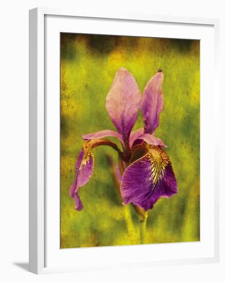 Warm Iris-Osaria Copperstone-Framed Giclee Print