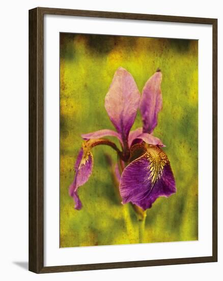 Warm Iris-Osaria Copperstone-Framed Giclee Print