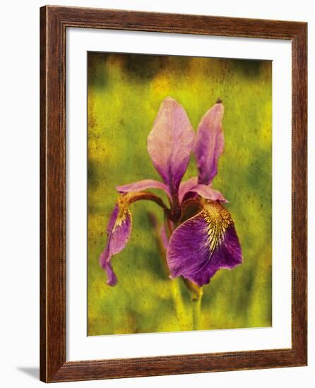 Warm Iris-Osaria Copperstone-Framed Giclee Print