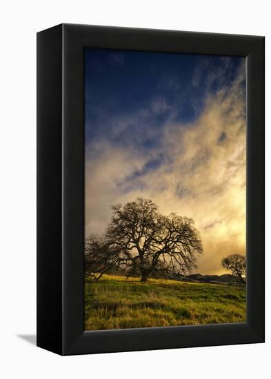 Warm Morning Light and Oak Trees, Mount Diablo, San Francisco Bay Area-Vincent James-Framed Premier Image Canvas