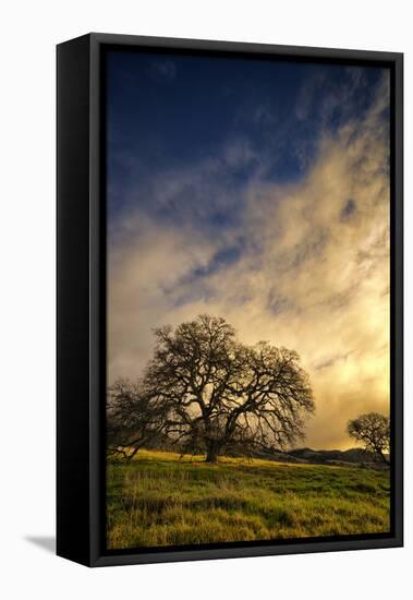 Warm Morning Light and Oak Trees, Mount Diablo, San Francisco Bay Area-Vincent James-Framed Premier Image Canvas