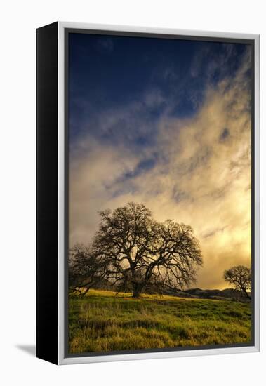 Warm Morning Light and Oak Trees, Mount Diablo, San Francisco Bay Area-Vincent James-Framed Premier Image Canvas