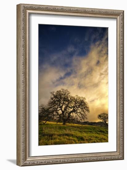 Warm Morning Light and Oak Trees, Mount Diablo, San Francisco Bay Area-Vincent James-Framed Photographic Print