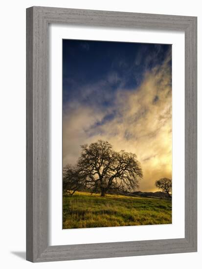 Warm Morning Light and Oak Trees, Mount Diablo, San Francisco Bay Area-Vincent James-Framed Photographic Print