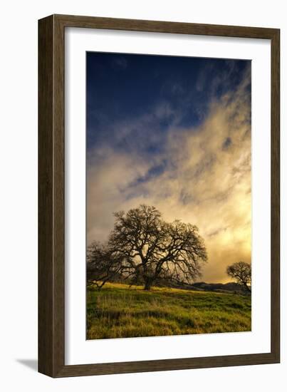 Warm Morning Light and Oak Trees, Mount Diablo, San Francisco Bay Area-Vincent James-Framed Photographic Print