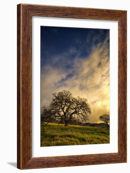 Warm Morning Light and Oak Trees, Mount Diablo, San Francisco Bay Area-Vincent James-Framed Photographic Print