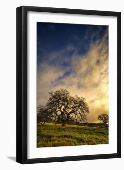 Warm Morning Light and Oak Trees, Mount Diablo, San Francisco Bay Area-Vincent James-Framed Photographic Print