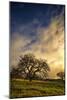 Warm Morning Light and Oak Trees, Mount Diablo, San Francisco Bay Area-Vincent James-Mounted Photographic Print