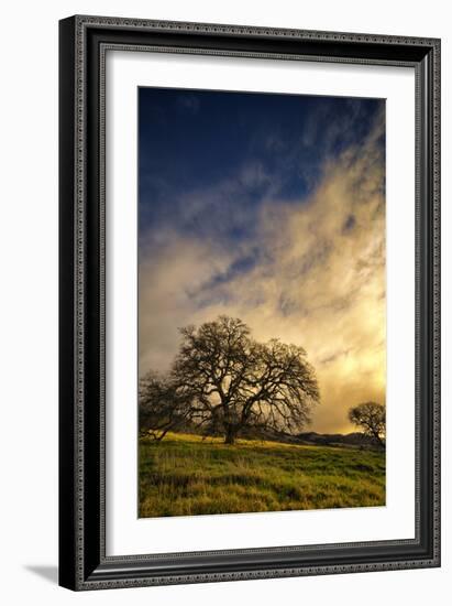 Warm Morning Light and Oak Trees, Mount Diablo, San Francisco Bay Area-Vincent James-Framed Photographic Print