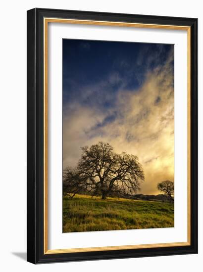 Warm Morning Light and Oak Trees, Mount Diablo, San Francisco Bay Area-Vincent James-Framed Photographic Print