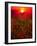 Warm sunset-Marco Carmassi-Framed Photographic Print