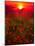 Warm sunset-Marco Carmassi-Mounted Photographic Print