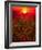 Warm sunset-Marco Carmassi-Framed Photographic Print