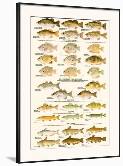 Warmwater Gamefish of North America-null-Framed Art Print