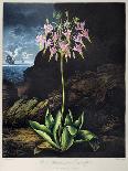 Thornton: Hyacinths-Warner-Mounted Giclee Print
