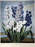 Thornton: Hyacinths-Warner-Giclee Print