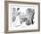 Warning, 1900-Charles Dana Gibson-Framed Giclee Print