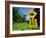 Warning Road Sign for Cassowaries Near Mission Beach, Northeast Coast of Queensland, Australia-Robert Francis-Framed Photographic Print