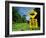 Warning Road Sign for Cassowaries Near Mission Beach, Northeast Coast of Queensland, Australia-Robert Francis-Framed Photographic Print