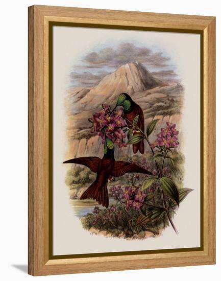 Warszewicz's Rainbow, Diphlog?na Aurora-John Gould-Framed Premier Image Canvas