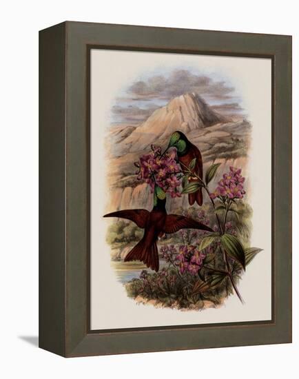 Warszewicz's Rainbow, Diphlog?na Aurora-John Gould-Framed Premier Image Canvas