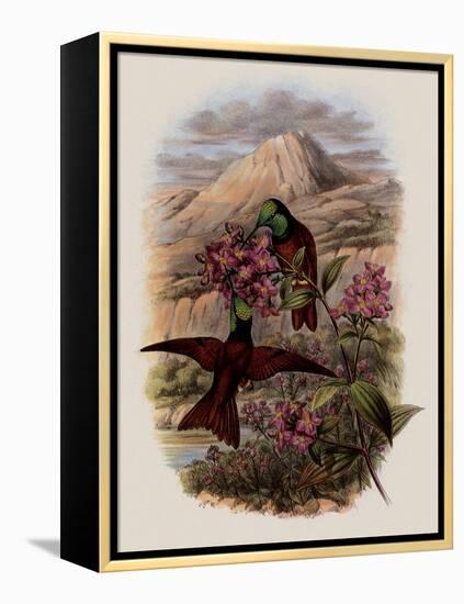 Warszewicz's Rainbow, Diphlog?na Aurora-John Gould-Framed Premier Image Canvas