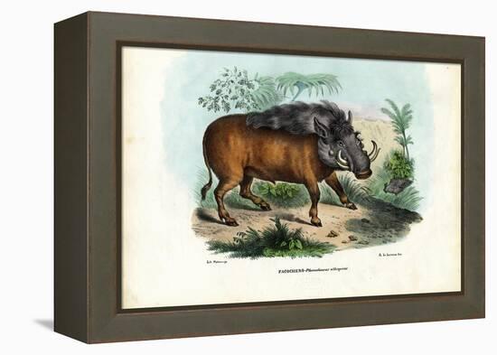 Warthog, 1863-79-Raimundo Petraroja-Framed Premier Image Canvas