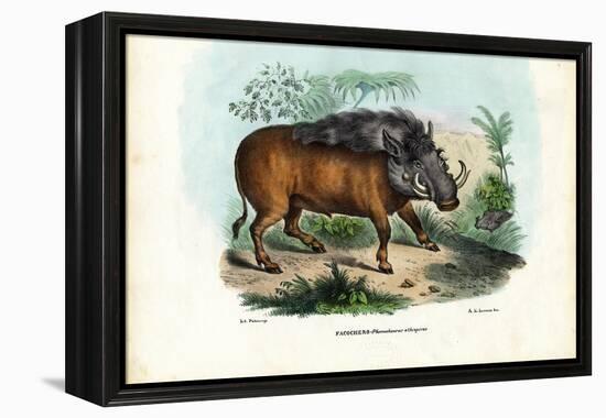 Warthog, 1863-79-Raimundo Petraroja-Framed Premier Image Canvas