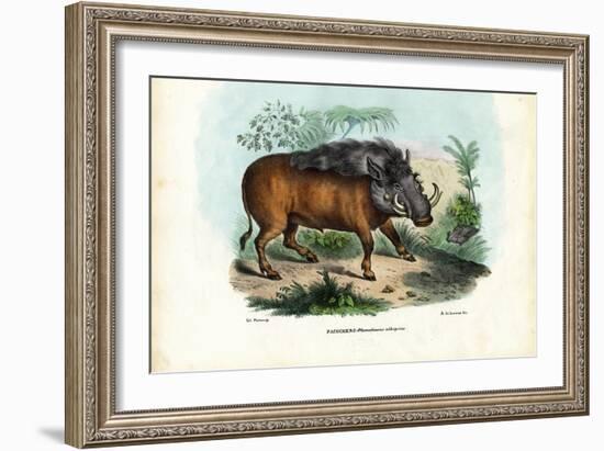 Warthog, 1863-79-Raimundo Petraroja-Framed Giclee Print