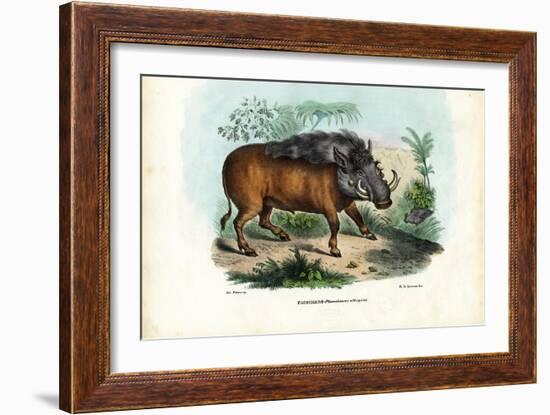 Warthog, 1863-79-Raimundo Petraroja-Framed Giclee Print