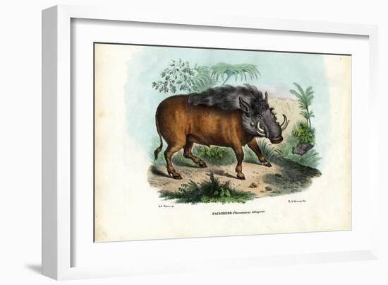 Warthog, 1863-79-Raimundo Petraroja-Framed Giclee Print