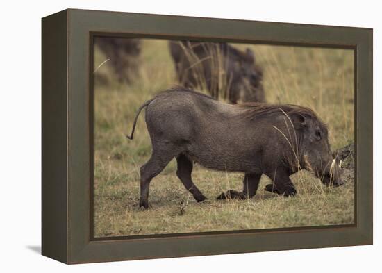 Warthog Digging for Food with Snout-DLILLC-Framed Premier Image Canvas
