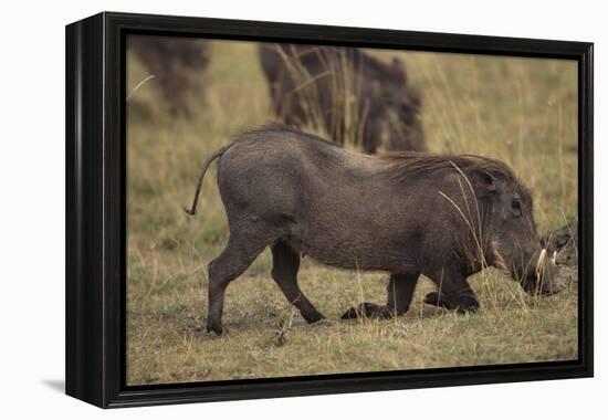 Warthog Digging for Food with Snout-DLILLC-Framed Premier Image Canvas