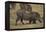 Warthog Digging for Food with Snout-DLILLC-Framed Premier Image Canvas