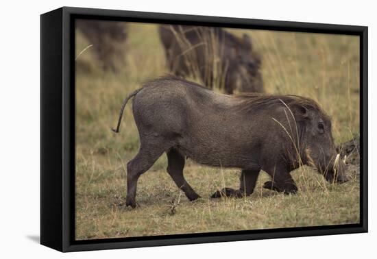 Warthog Digging for Food with Snout-DLILLC-Framed Premier Image Canvas