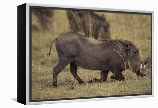 Warthog Digging for Food with Snout-DLILLC-Framed Premier Image Canvas