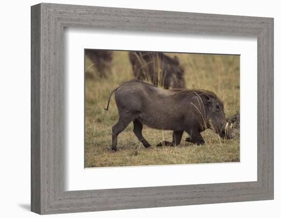 Warthog Digging for Food with Snout-DLILLC-Framed Photographic Print