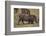 Warthog Digging for Food with Snout-DLILLC-Framed Photographic Print