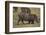 Warthog Digging for Food with Snout-DLILLC-Framed Photographic Print