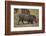 Warthog Digging for Food with Snout-DLILLC-Framed Photographic Print