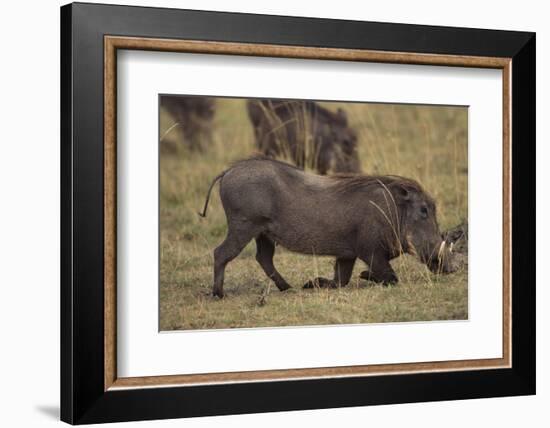 Warthog Digging for Food with Snout-DLILLC-Framed Photographic Print