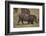 Warthog Digging for Food with Snout-DLILLC-Framed Photographic Print