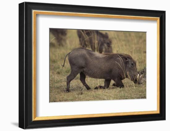 Warthog Digging for Food with Snout-DLILLC-Framed Photographic Print