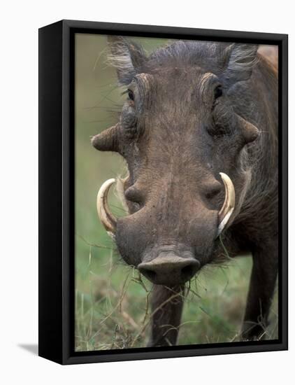 Warthog Displays Tusks, Addo National Park, South Africa-Paul Souders-Framed Premier Image Canvas