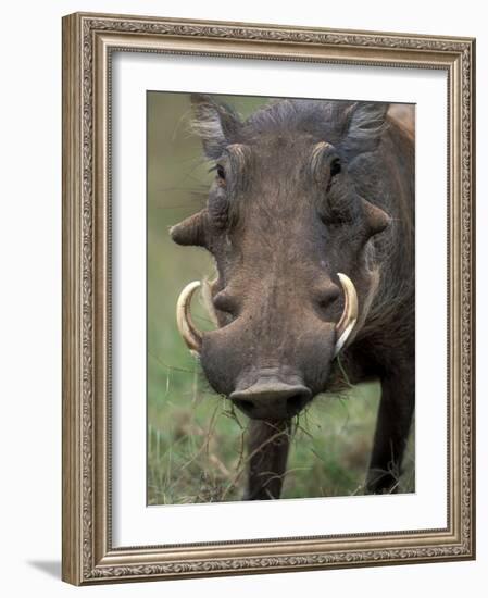 Warthog Displays Tusks, Addo National Park, South Africa-Paul Souders-Framed Photographic Print