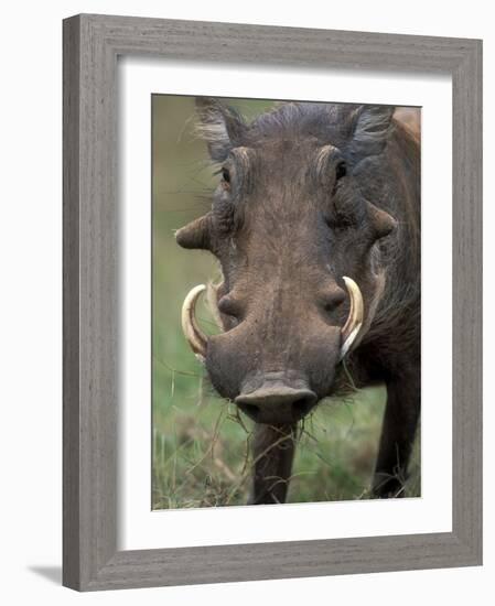 Warthog Displays Tusks, Addo National Park, South Africa-Paul Souders-Framed Photographic Print