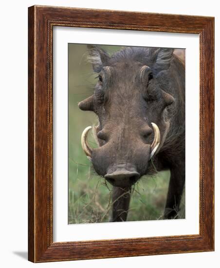 Warthog Displays Tusks, Addo National Park, South Africa-Paul Souders-Framed Photographic Print