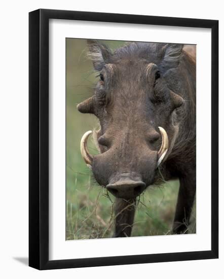 Warthog Displays Tusks, Addo National Park, South Africa-Paul Souders-Framed Photographic Print