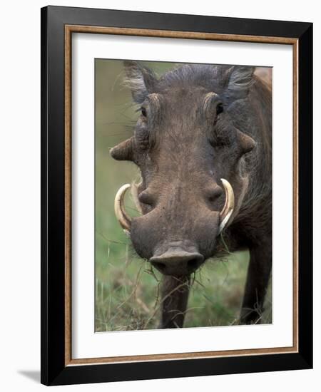 Warthog Displays Tusks, Addo National Park, South Africa-Paul Souders-Framed Photographic Print